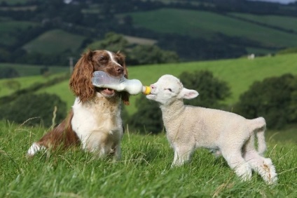 Atingand povesti incredibile despre prietenia dintre animalele de rase diferite, mixtele