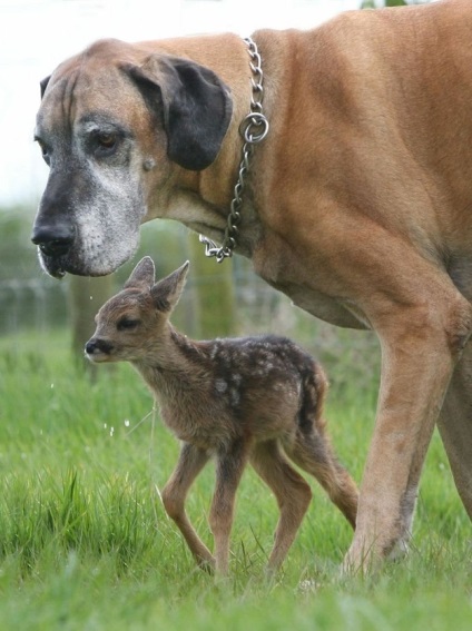 Atingand povesti incredibile despre prietenia dintre animalele de rase diferite, mixtele