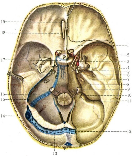 Dura mater, neurologie, anatomie umană