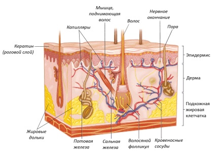 Îndepărtăm ridurile cu ajutorul unui facelift filiform