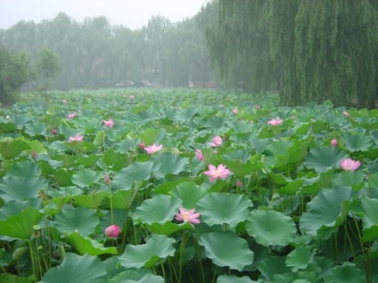 Universitatea Tsinghua