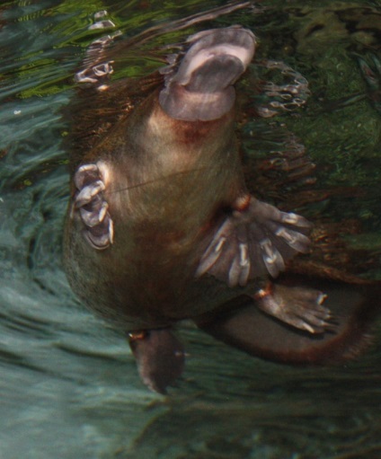 Platypus este cel mai neobișnuit mamifer