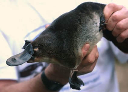 Platypus este cel mai neobișnuit mamifer