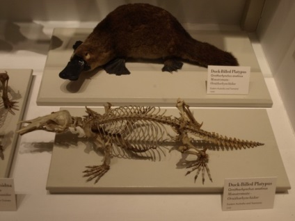 Platypus este cel mai neobișnuit mamifer