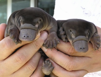 Platypus este cel mai neobișnuit mamifer