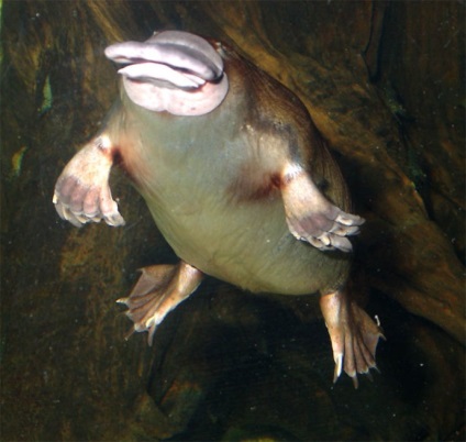 Platypus este cel mai neobișnuit mamifer