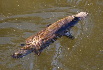 Platypus este cel mai neobișnuit mamifer