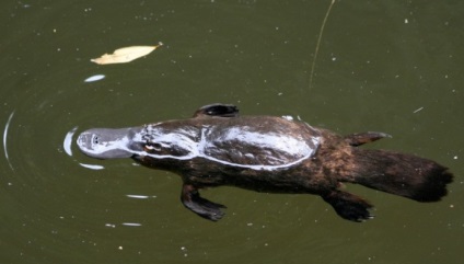 Platypus este cel mai neobișnuit mamifer