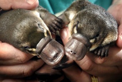 Platypus este cel mai neobișnuit mamifer