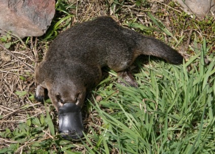 Platypus este cel mai neobișnuit mamifer