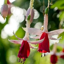 Grijă de Fuchsia acasă