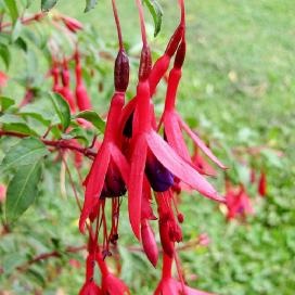 Grijă de Fuchsia acasă