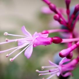 Grijă de Fuchsia acasă