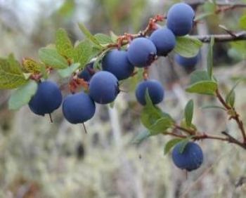 Îngrijirea afinelor - plantarea, udarea, tăierea afine, alegerea varietății