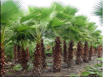 Washington (washingtonia)