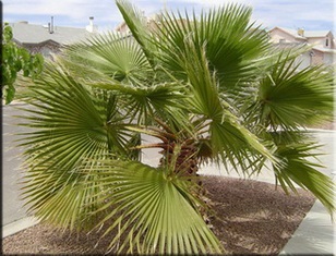 Washington (washingtonia)