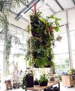 Grădină verticală în apartament - aceiași pereți vii de plante
