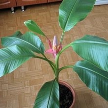 Tipuri de banane de interior - plante de interior - petale - flori de amatori