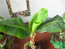 Típusú beltéri banán - szobanövények - virágszirom - amatőr virágkertészet