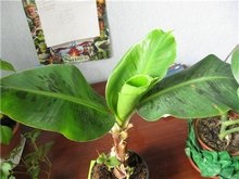 Tipuri de banane de interior - plante de interior - petale - flori de amatori