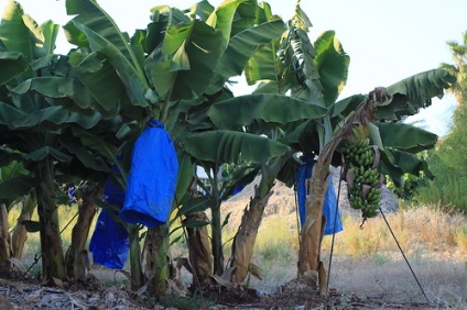 Dezvoltăm o banană din semințe - descriere, reproducere, îngrijire, plantare, fotografie, aplicare în grădină, soiuri și