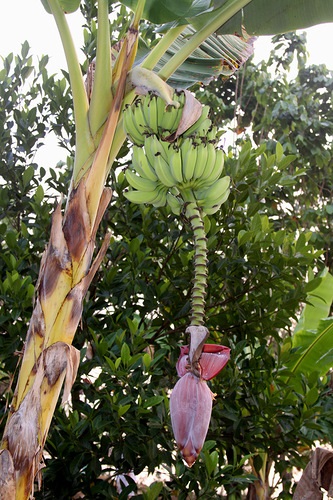 Dezvoltăm o banană din semințe - descriere, reproducere, îngrijire, plantare, fotografie, aplicare în grădină, soiuri și