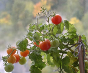 Възрастните домати на перваза на прозореца през зимата (светлина, почвата, поливане, изтриване, грижи)