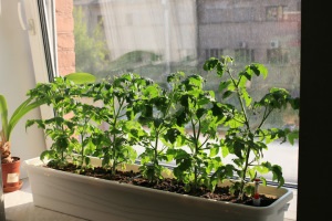 Възрастните домати на перваза на прозореца през зимата (светлина, почвата, поливане, изтриване, грижи)