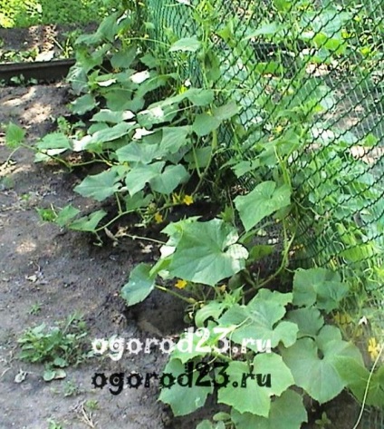 Cultivarea castravetilor in teren deschis, plantarea castravetilor in pamant