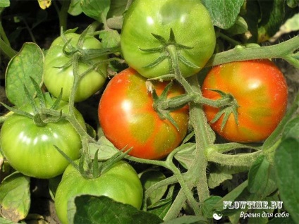 Cultivarea tomatelor