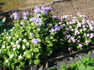 Cultivarea ageratum de flori la domiciliu - enciclopedia de flori