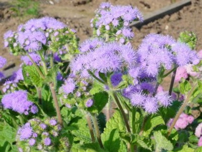 Cultivarea ageratum de flori la domiciliu - enciclopedia de flori