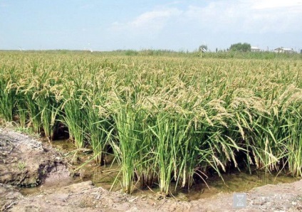 În care regiuni din Rusia se cultivă orez