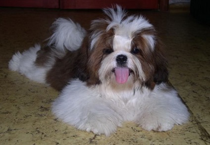 Educație Shih Tzu