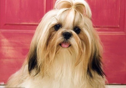 Educație Shih Tzu