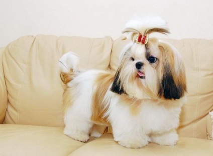 Educație Shih Tzu