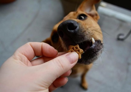 Poate că vă ascundeți animalul! Întregul adevăr despre hrana pentru animale!