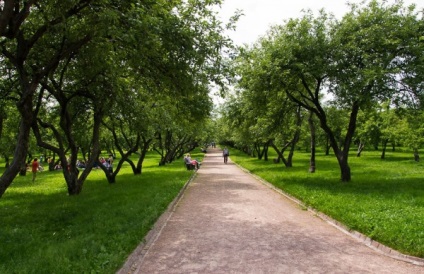 Cresterea livurii de mere, Moscova