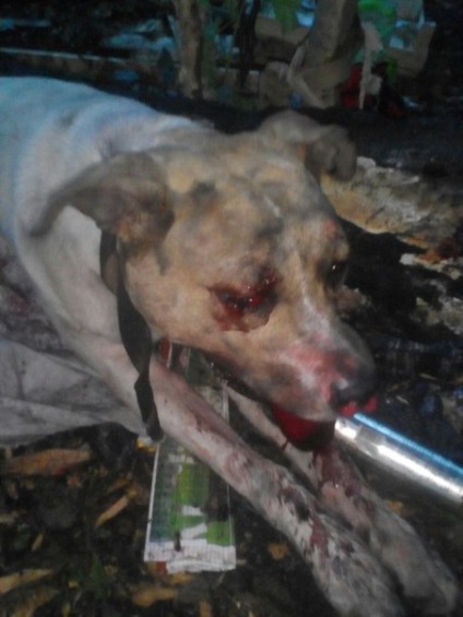 În regiunea Perm, câinele a fost legat cu un atacant și bătut cu tije de fier, progorod59 - știri Perm -