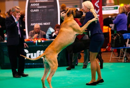 Campionatul mondial de câini (World Dog Championship) 2017, expoziție