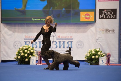 Campionatul mondial de câini (World Dog Championship) 2017, expoziție