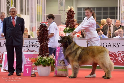 Campionatul mondial de câini (World Dog Championship) 2017, expoziție