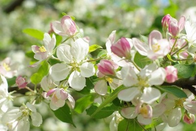 Arborele de arbori înflorit în august semnează