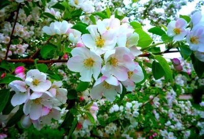 Arborele de arbori înflorit în august semnează