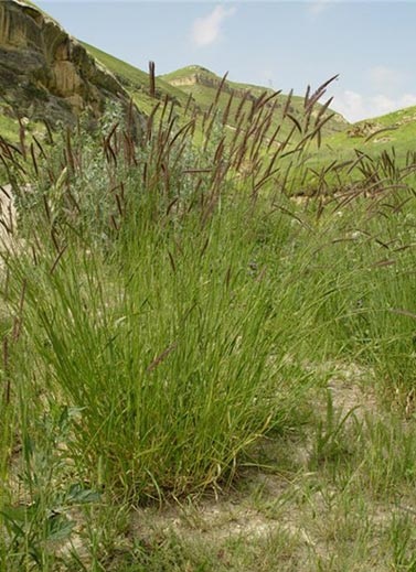 Orz (hordeum)