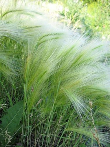 Orz (hordeum)