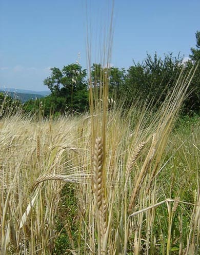 Orz (hordeum)