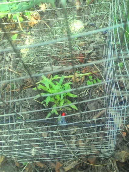 Berry Goji Cultivarea semințelor