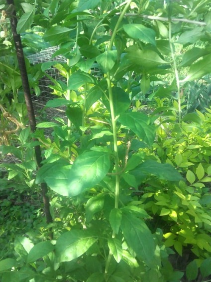 Berry Goji Cultivarea semințelor