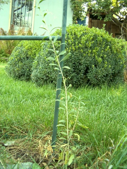 Berry Goji Cultivarea semințelor